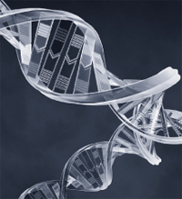 Double helix Spiraling double helix