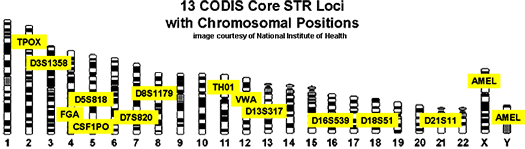 Principles of DNA 02 - 13 positions 13 different positions of DNA