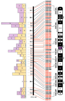 Principles of DNA 02 - DNA Markers Image of different DNA Markers
