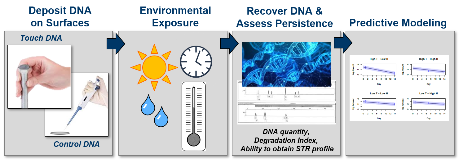 Figure 1: Overview of the research model Research Model Overview: Deposit DNA on surfaces, expose to environment, recover DNA and assess persistence, run predictive model