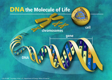 Principles of DNA 02 - DNA molecule of life Image of a cell, chromosomes, gene, and DNA with the text DNA the Molecule of Life
