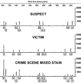 DNA Analysis Image of DNA analysis depicting suspect, victim, and crime scene mixed stain samples