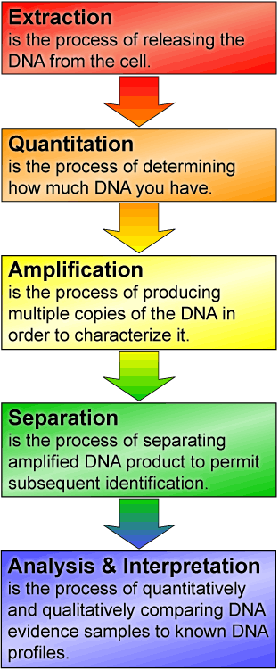 DNA Analysis Flowchart DNA Analysis Flowchart: Extraction, Quantitation, Amplification, Separation, Analysis & Interpretation