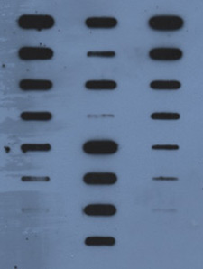 principles_of_dna_04_-_dna_quantitation.jpeg Photocopier image of DNA