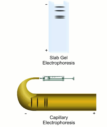 principles_of_dna_04_-_dna_separation.gif Animated image of DNA Separation