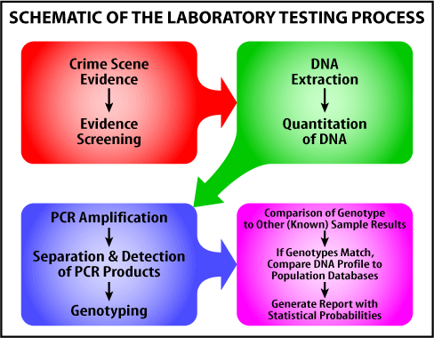 principles_of_dna_04_-_laboratory_process.jpeg illustration of four bubbles with arrows that show the steps of the laboratory testing process
