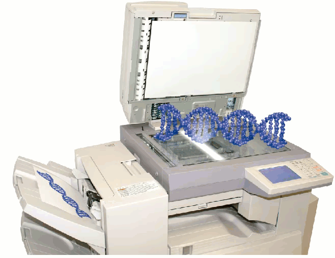 principles_of_dna_04_-_str_amplification.gif Animated illustration of DNA strand on copy machine, making copies.
