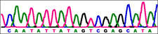 principles_of_dna_08_-_dna_sequences.jpeg illustration of DNA sequencing