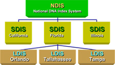 principles_of_dna_09_-_codis_systems.jpeg Tree Chart depicting the CODIS system