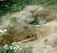 principles_of_dna_09_-_dna_indexes.jpeg Photo of two holes in the ground with human skeleton buried