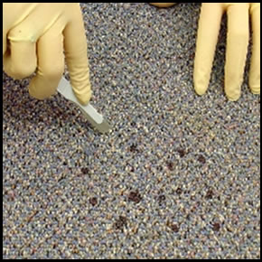 Blood and Body Fluid Collection Image of using a clean cutting device to remove a section of carpet containing a stain