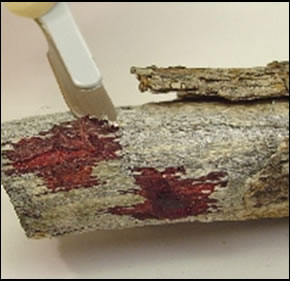 Photo of dry blood shaved off of an absorbent surface Photo of dry blood shaved off of an absorbent surface