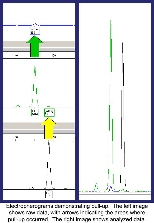Electropherograms demonstrating pull-up Electropherograms demonstrating pull-up