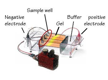 Electrophoresis  Diagram of Electrophoresis