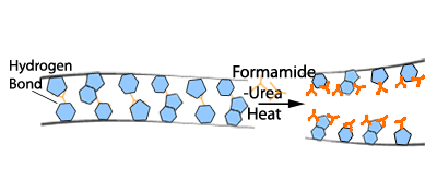 Sample Preparation Diagram of Sample Preparation showing Hydrogen Bonds, Formamide, and Urea Heat