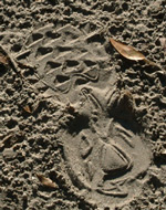 firearms_examiner_06_-_physical_evidence_2.jpg photo of a footprint impression in the dirt
