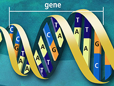 firearms_examiner_06_-_specificity.jpg Unique DNA sequence. The side-by-side arrangement of bases along the DNA strand (e.g., ATTCCGGA).
