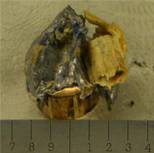 firearms_examiner_10_-_impact_damage.jpg Damaged bullet with wood trace evidence