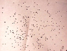 firearms_examiner_12_-_shot_patterning.jpg Portion of a shot pattern