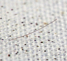 firearms_examiners_06_-_trace_evidence.jpg A single hair, found on a garment while examining it for visible gunshot residues