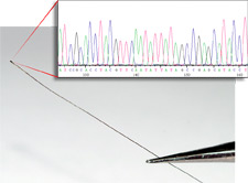 principles_of_dna_14_-_lab_issues.jpeg The end of a piece of hair, with a DNA profile in the foreground