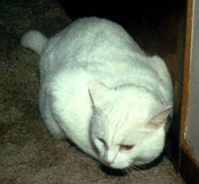 principles_of_dna_15_-_cat.jpeg Photo of a white cat