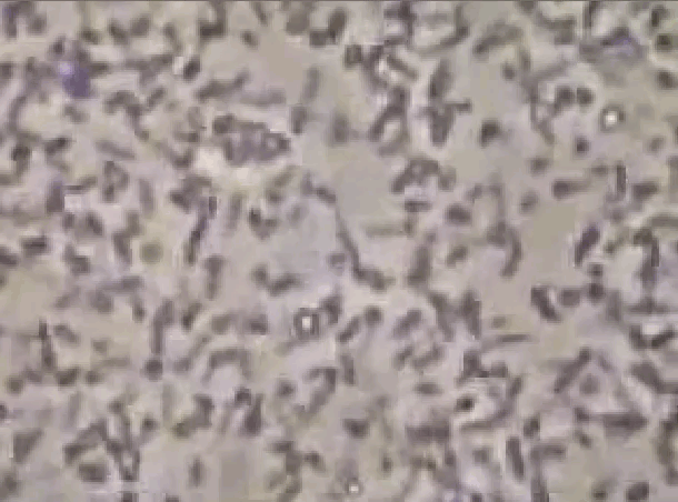 principles_of_dna_15_-_mitochondrial_dna.gif Animated Gif of Mitochondrial DNA moving under a microscope