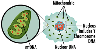 Illustration of cell Illustration of a cell