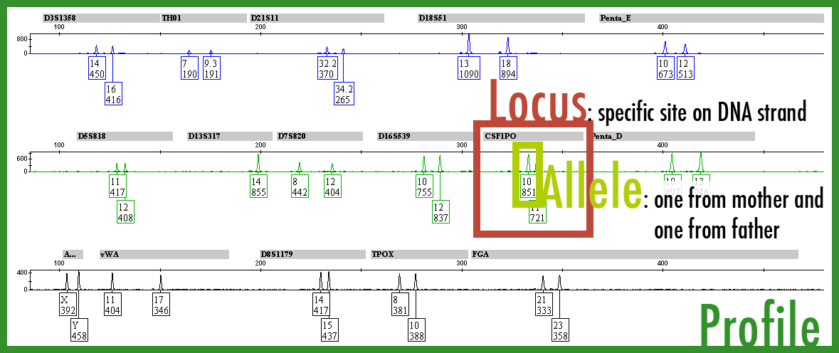 ltr_labanalysis_step3_amp.png Graph of Locus, Alleles, and Profile