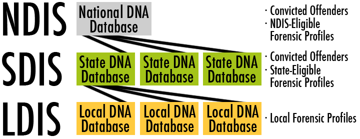 partial_matches_-_codis_2.png illustration of the relation of National to State and Local Databases