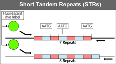 Short Tandem Repeats (STRs) Short Tandem Repeats (STRs)
