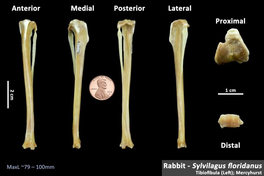 Representative image from the OsteoID website of the tibia bone from the Eastern Cotton-Tail Rabbit. Representative image from the OsteoID website of the tibia bone from the Eastern Cotton-Tail Rabbit.
