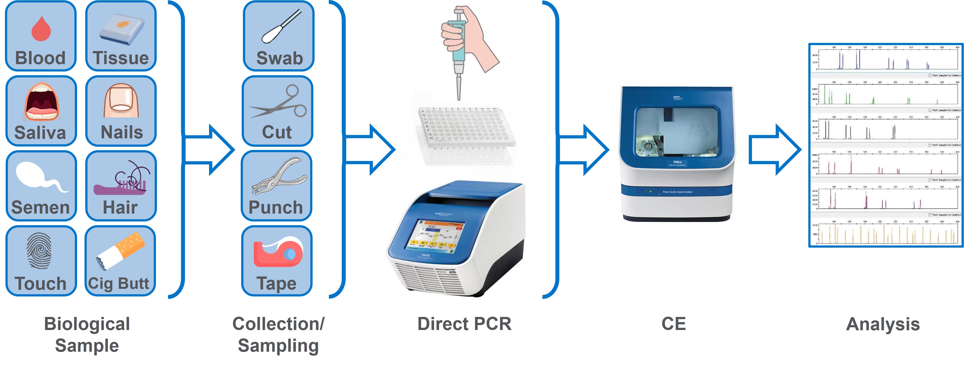 Figure 1: The Direct PCR Process The direct PCR process: types of samples, collection and sampling methods, direct PCR in the thermocycler (for DNA amplification), capillary electrophoresis (CE) for DNA profiling, and analysis results.