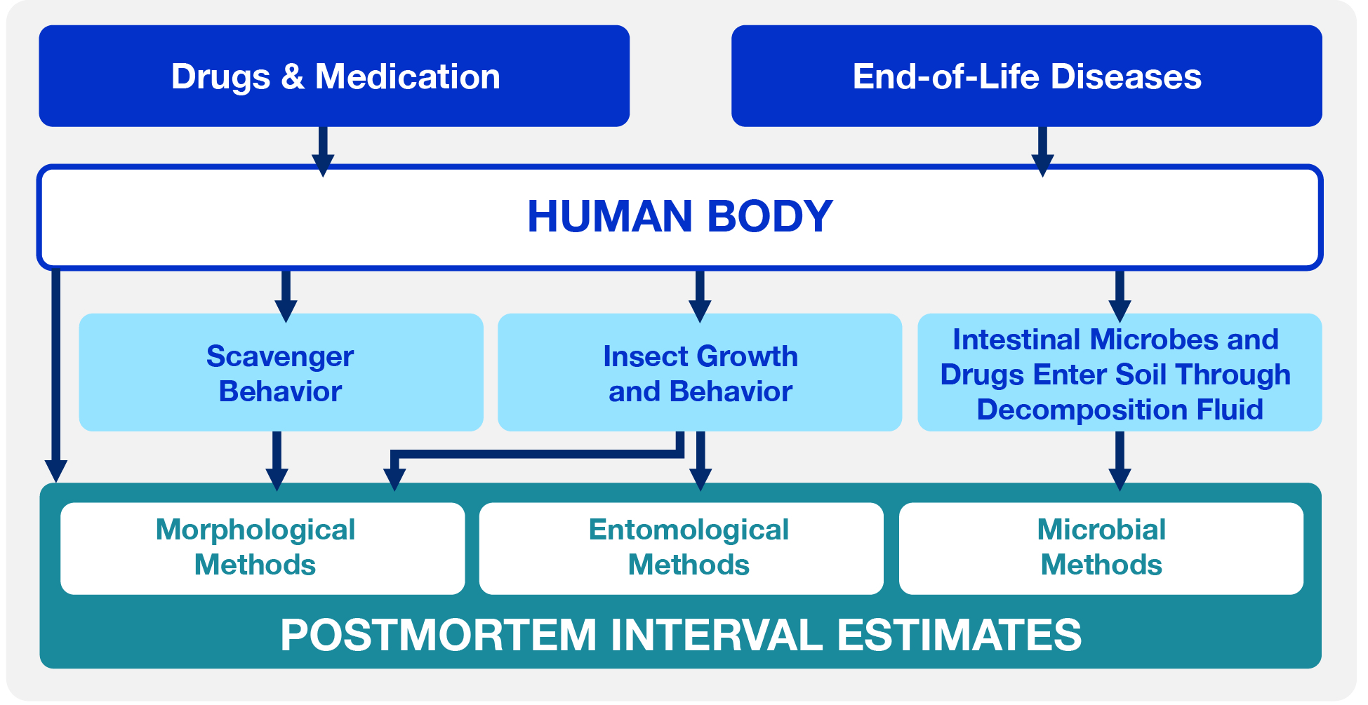 Figure 1: Variables that may affect decomposition and postmortem interval estimates, including drugs of abuse, medication, end-of-life diseases, scavenger behavior, insect behavior, and intestinal microbes. Variables that may affect decomposition and postmortem interval estimates, including drugs of abuse, medication, end-of-life diseases, scavenger behavior, insect behavior, and intestinal microbes.