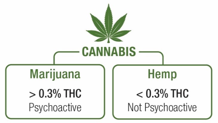 Figure 1: A comparison of marijuana and hemp Cannabis is considered marijuana if it is greater than 0.3% THC and hemp if there is less than that.
