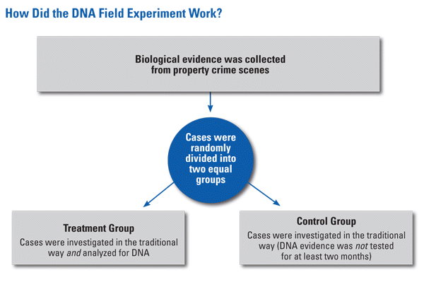 How Did the DNA Field Experiment Work? Chart detailing DNA field experiment